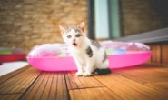 什么是chatgpt,gpt缩写是什么
